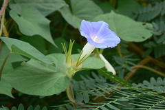 Ipomoea nil